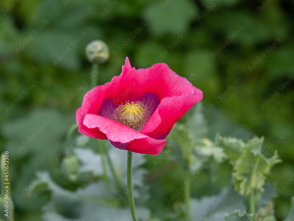 Obraz premium Pink poppy flower in the field.