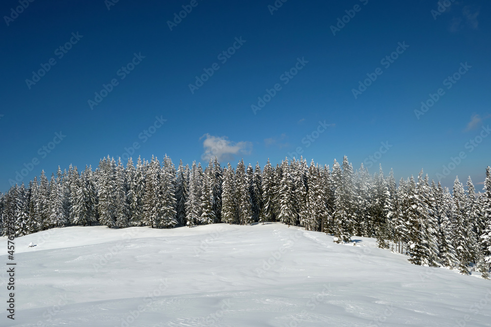 Pine trees covered with fresh fallen snow in winter mountain forest on cold bright day. Pine trees covered with fresh fallen snow in winter mountain forest on cold bright day.
