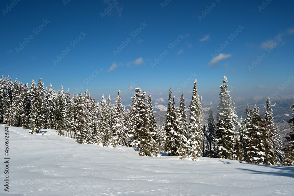 Bright winter landscape with pine trees covered with fresh fallen snow in mountain forest on cold wintry day.