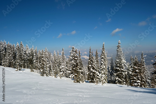 Bright winter landscape with pine trees covered with fresh fallen snow in mountain forest on cold wintry day. © bilanol