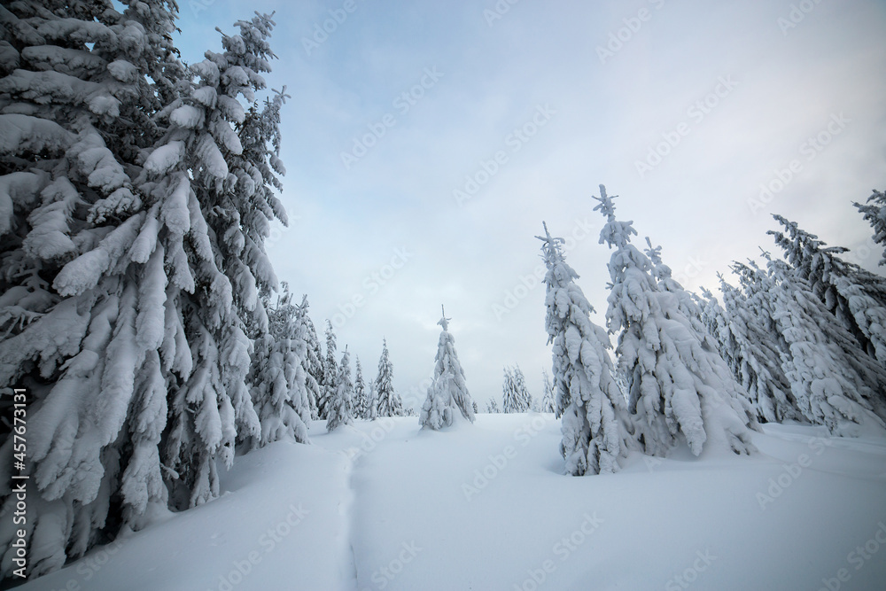 Moody winter landscape with spruce forest cowered with white snow in cold frozen mountains.