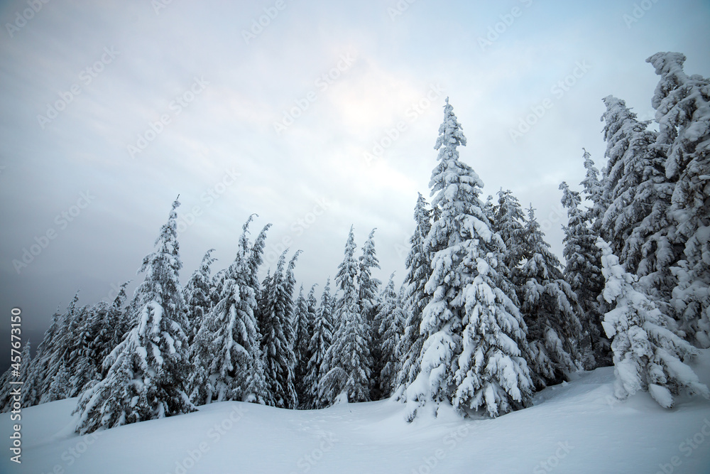 Moody winter landscape with spruce forest cowered with white snow in frozen mountains.