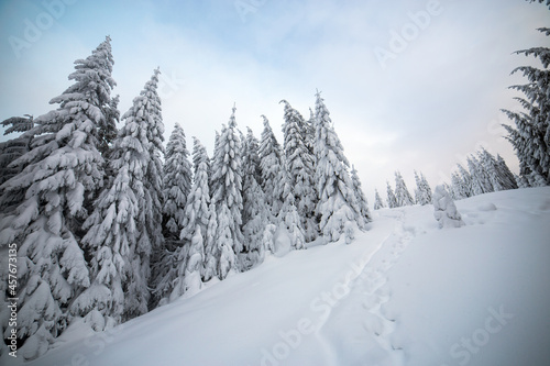 Moody winter landscape of spruce woods cowered with deep white snow in cold frozen mountains. © bilanol