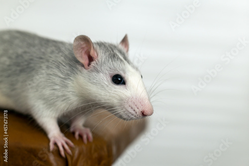 Closeup of funny white domestic rat with long whiskers.