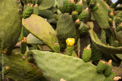 Prickly pear plant with fruit and yellow flower