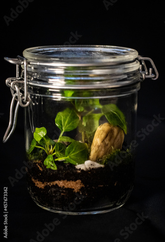 Terrarium with different plants inside and black background