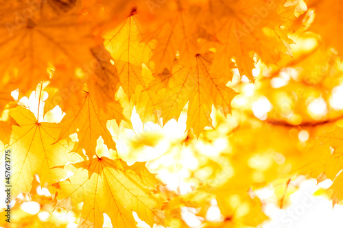 Autumn leaves on the sun and blurred trees . Fall background. Autumn background with maple leaves. Autumn leaves on the sun. Fall blurred background