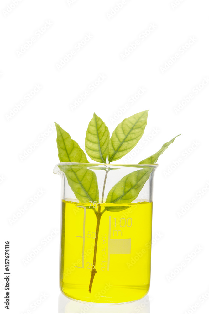 Exotic plant in beaker isolated on white background with clipping path ...