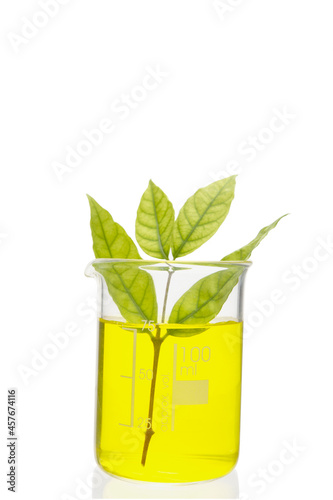 Exotic plant in beaker isolated on white background with clipping path. Organic and Green Chemistry.