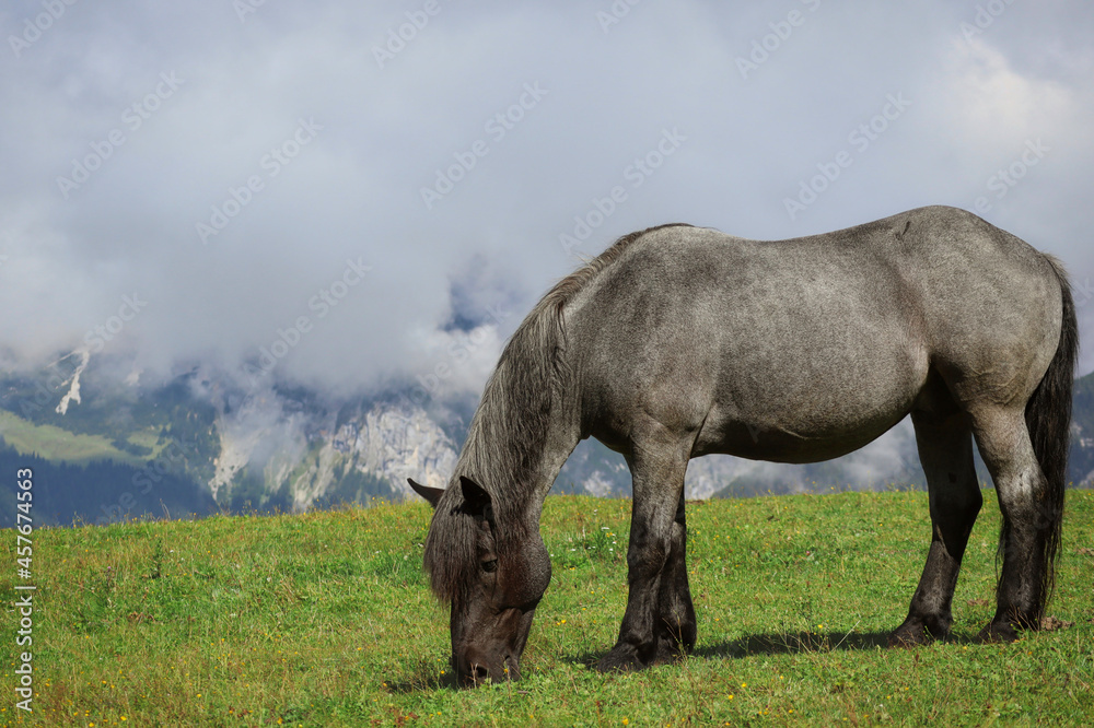 Alpine Grey Horse Grazing on Grass Meadow in Tyrol. Gray Equus Caballus in Karwendel Alps in Austria. Alpine Grey Horse Grazing on Grass Meadow in Tyrol. Gray Equus Caballus in Karwendel Alps in Austria.