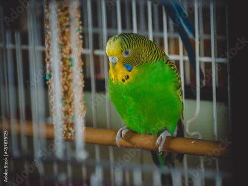 a lovely green and blue parakeets