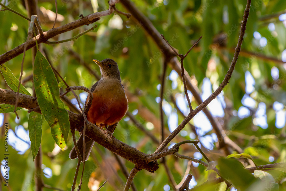 The Rufous-bellied Thrush also know as The Rufous-bellied Thrush also know as