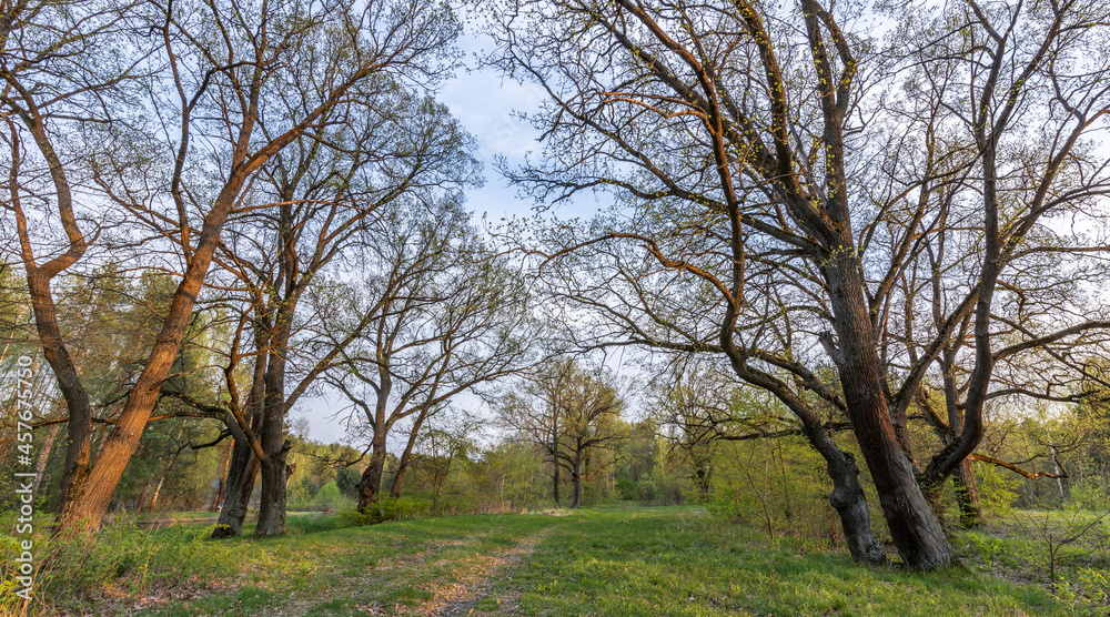 Picturesque landscape spring evening. The sun's rays illuminate the young greenery. Early spring in an oak grove.