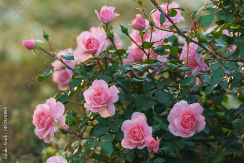 pink rose bush in summer, natural background photo