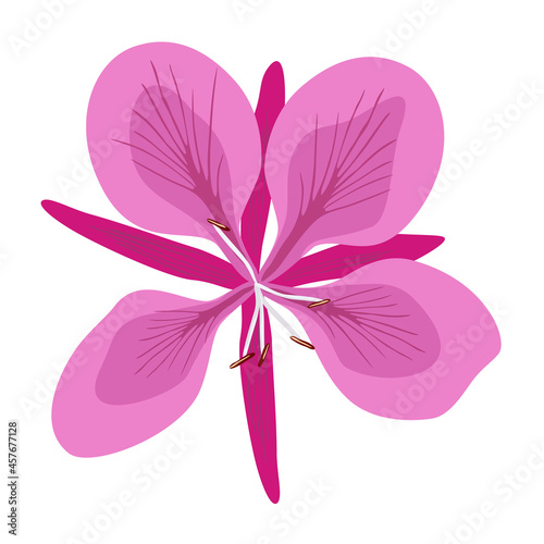Chamaenerion, fireweed. Lilac-pink wild grass flower willow herb isolated on white background. Vector illustration, suitable for any design project.