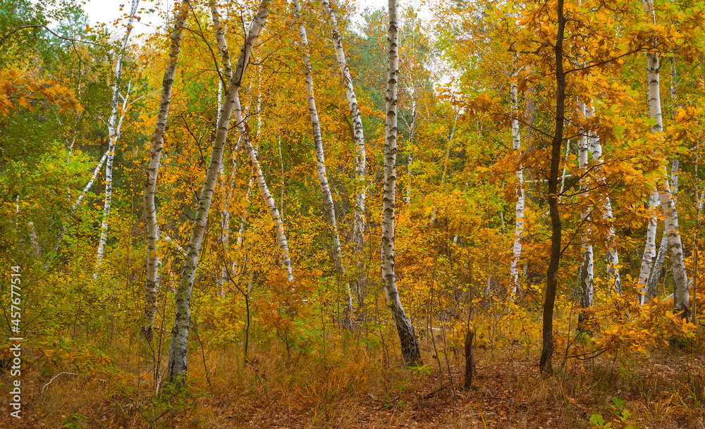 red autumn forest glade, natural outdoor seasonal scene