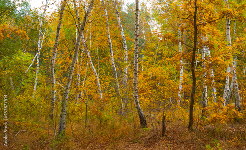 red autumn forest glade, natural outdoor seasonal scene