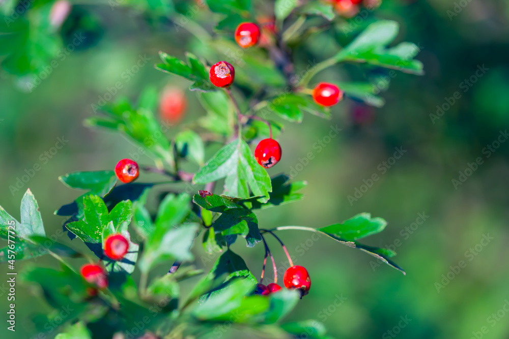 closeup hawthorn bush branch with berries in forest, natural plant background