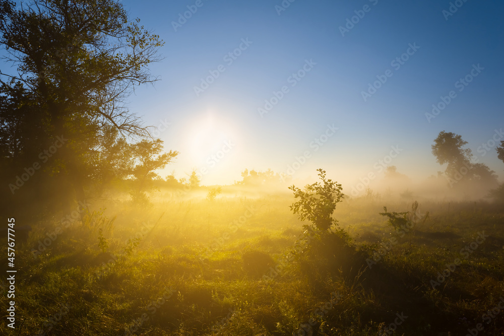 forest glade in dense mist and sunlight at the early morning, summer countryside sunrise scene