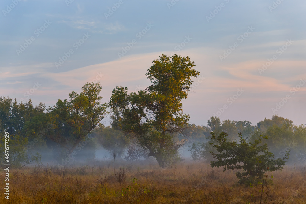 forest glade in dense mist at the early morning, summer countryside sunrise scene