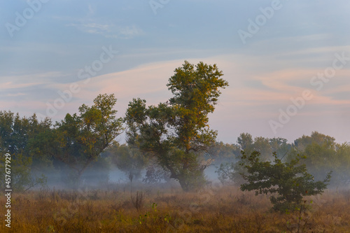 forest glade in dense mist at the early morning, summer countryside sunrise scene