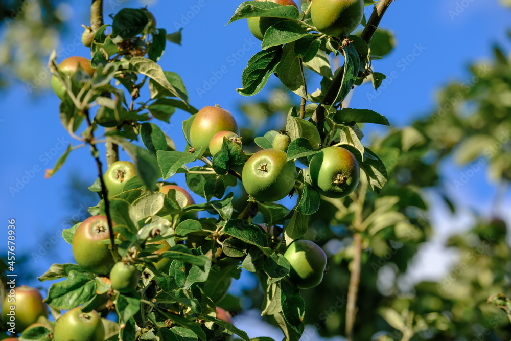 Grüne Äpfel am Zweig an einem Apfelbaum im Juni / Sommer vor blauen Himmel Grüne Äpfel am Zweig an einem Apfelbaum im Juni / Sommer vor blauen Himmel
