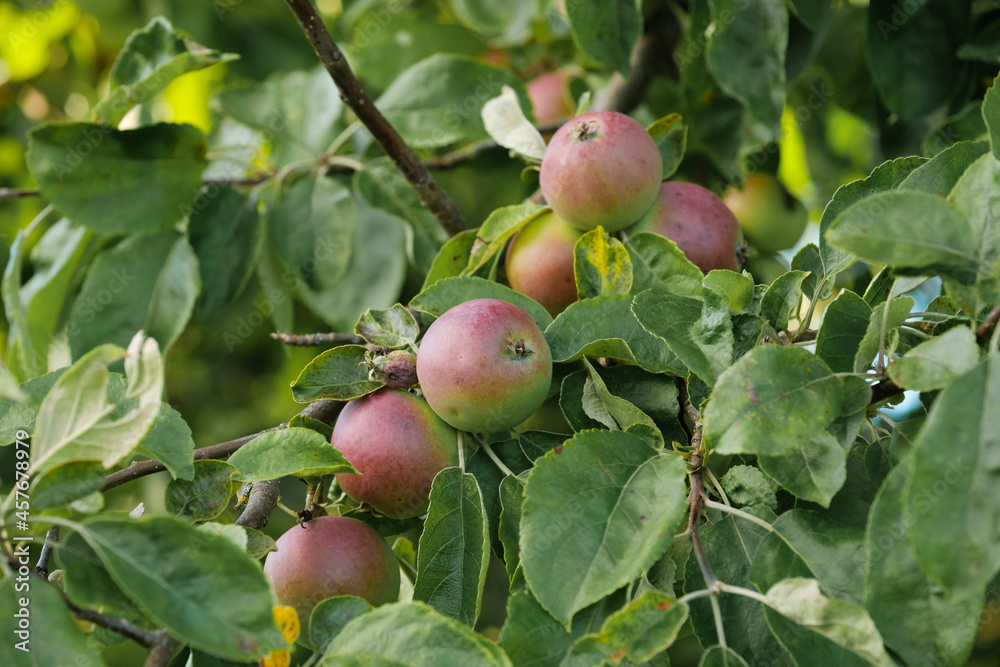 Frische Bio- Äpfel an einem Apfelbaum im Juni / Sommer zwischen Blättern am Obstbaum Frische Bio- Äpfel an einem Apfelbaum im Juni / Sommer zwischen Blättern am Obstbaum