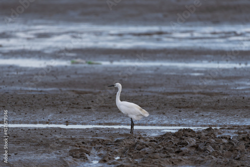 Herons on the beach are looking for food © chen
