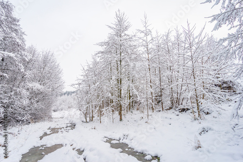 Winter landscape in a forest on a cloudy day