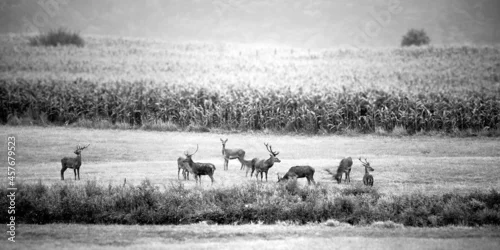 Fototapeta Stadko Jeleni 