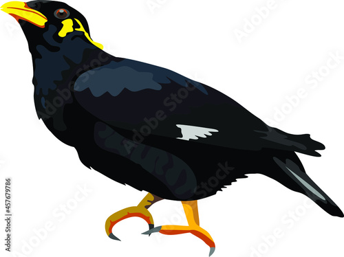 Hill Myna Bird Animal photo