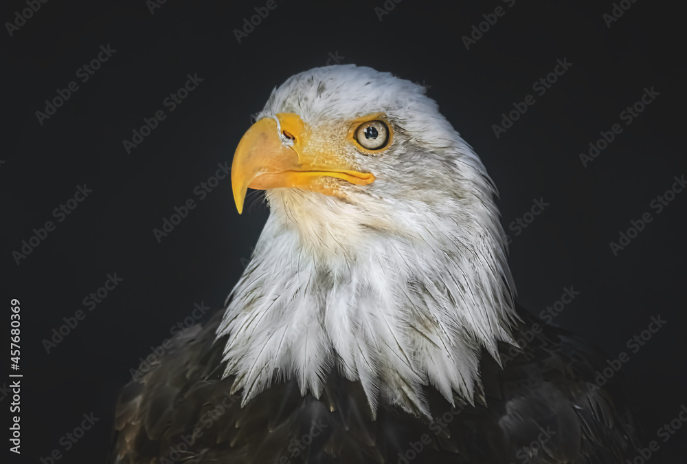 Weißkopfseeadler Porträt Weißkopfseeadler Porträt