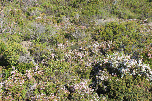 wild vegetation at remarkable rocks at kangaroo island (australia) 