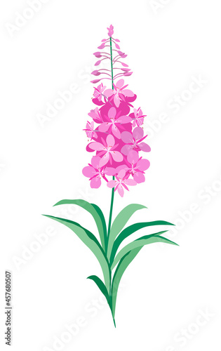 Willow herb. Fireweed. Vector illustration of a flowering lilac-pink herbaceous plant of the Cypress family, isolated on a white background. Suitable for packaging design, postcards.