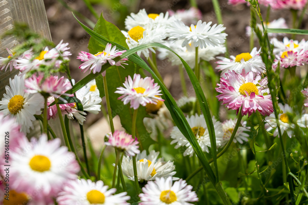 Fototapeta premium field of daisies