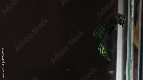 Siamese fighting fish wild betta smaragdina in tank aquarium black background