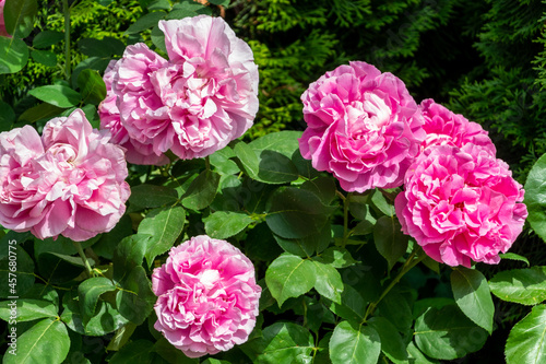 Fototapeta Naklejka Na Ścianę i Meble -  pink rose bush