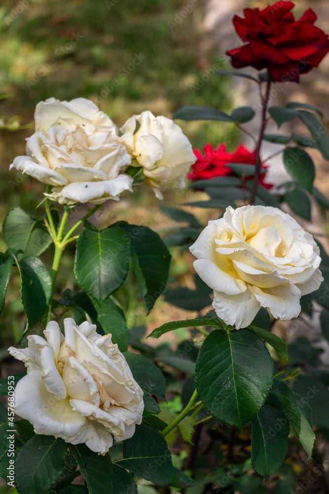 Fototapeta premium white roses in garden