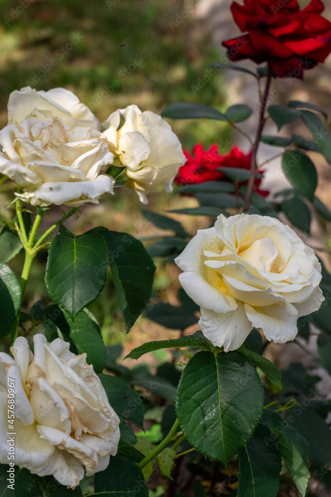 roses in a garden roses in a garden