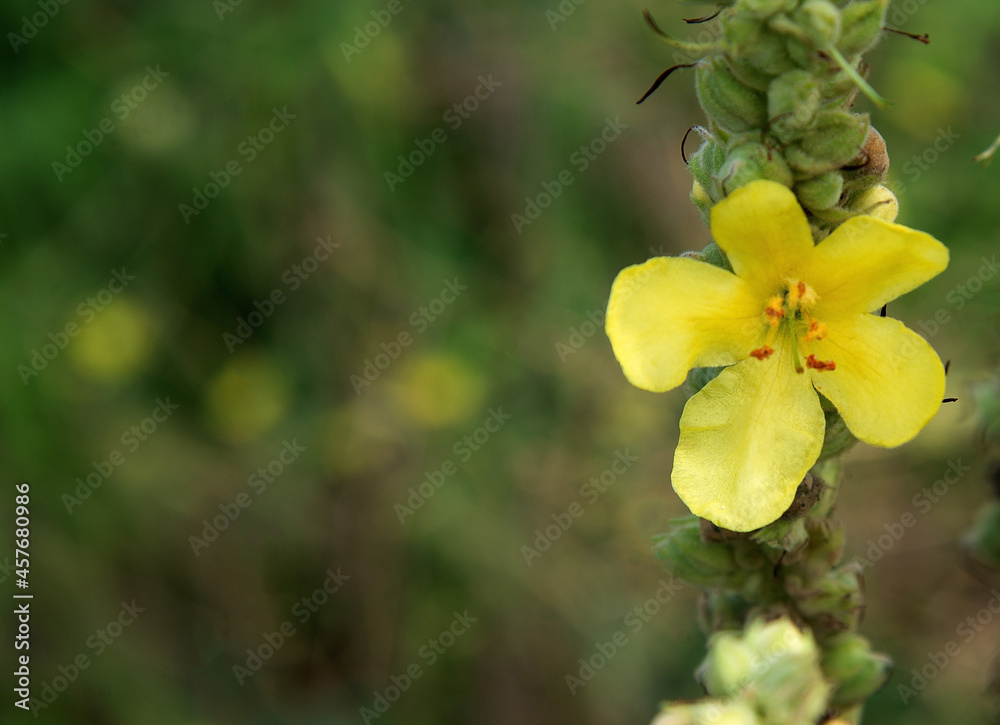 Yellow inflorescences of plants called Mullein growing by roads in the city, beetle in Podlasie, Poland. Yellow inflorescences of plants called Mullein growing by roads in the city, beetle in Podlasie, Poland.
