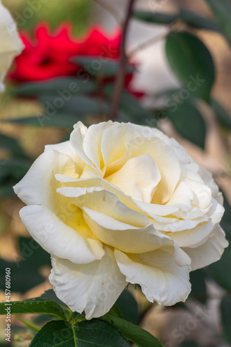 yellow rose in garden