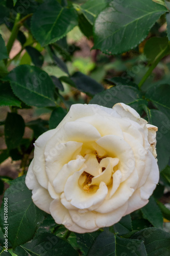 single yellow rose