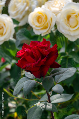 bunch of roses
