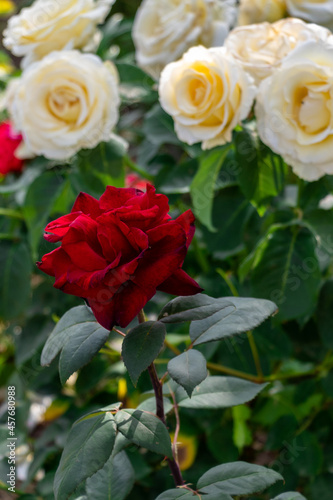 bunch of roses