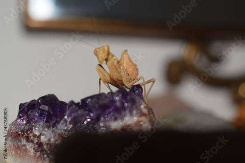 Female dwarf mantis (Ameles spallanzania) on amethyst photo