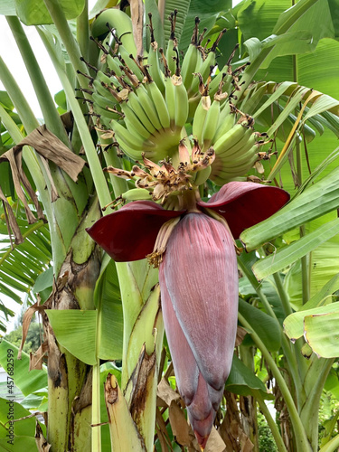 Namwah Banana Inflorescence Blooming Flowering