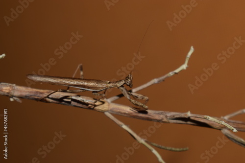 Male European dwarf mantis (Ameles spallanzania) on a stick photo