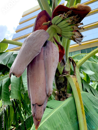 Namwah Banana Inflorescence Blooming Flowering photo