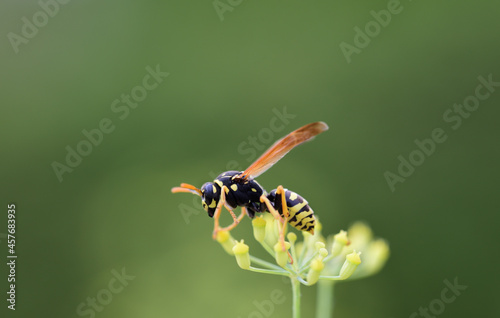 Close-up of a yellow and black striped wasp sitting on the flower of a wild fennel against a green background, with space for text