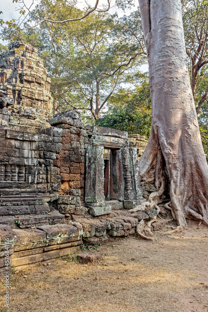 ruins of Ta Prohm temple with big tree trunk in Angkor Wat, Cambodia 	
